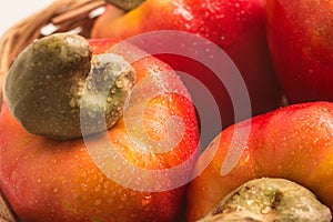 Cashews or Caju Fruit