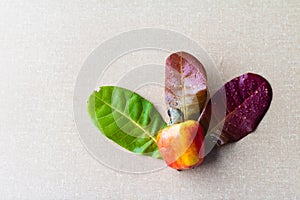 Cashews in textured background