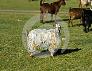 Cashmere goat