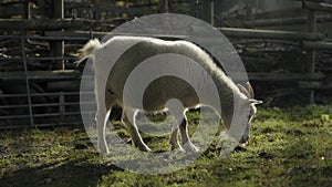 Cashmere Goat eating grass and leaves in the Zoo Tierpark Neukoelln in Berlin on a sunny autumn day.