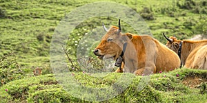 Casina Cow, Protected Landscape of Sierra de Cuera, Spain photo