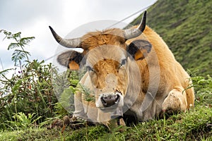 Casina Cow, Protected Landscape of Sierra de Cuera, Spain photo