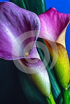 Caslla lily in close up with water drops