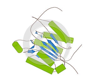 Caspase 3 apoptosis protein. Enzyme that plays important role in programmed cell death