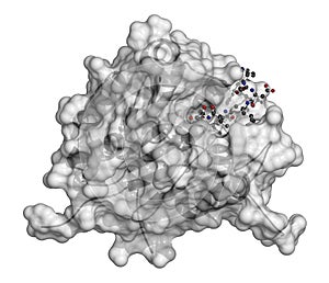 Caspase 3 apoptosis protein. Enzyme that plays important role in programmed cell death