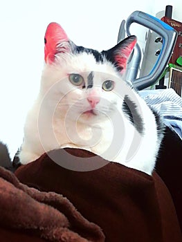 Casper the catÃ°Å¸Â¥Â°