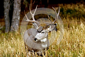 Casper Mountain Deer