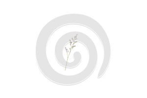 Caspia flower little purple flower plant isolated in white background in top view