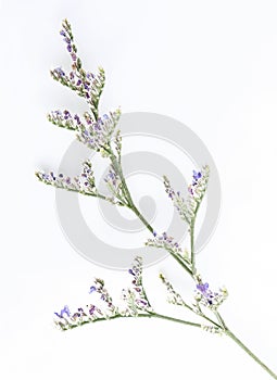 Caspia flowers on white background. Codariocalyx motorius, Little purple flower plant.