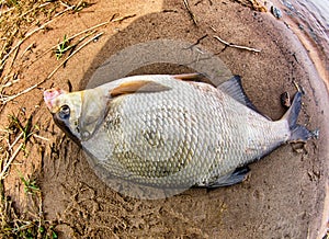 Caspian bream river fishing