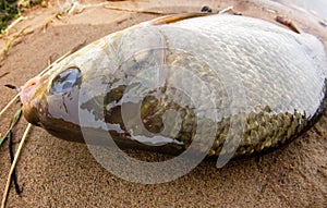 Caspian bream river fishing