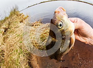 Caspian bream river fishing