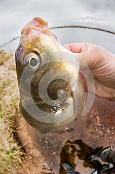 Caspian bream river fishing