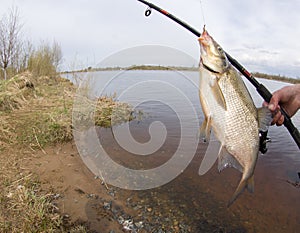 Caspian bream river fishing