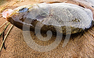 Caspian bream river fishing