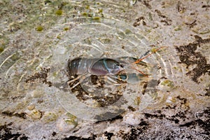 Caspian crayfish, Astacus pachypus, Caspian Sea