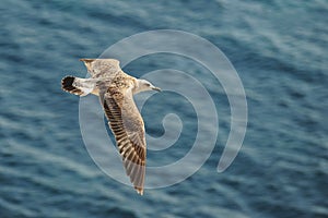 Caspian gull Larus cachinnans in flight