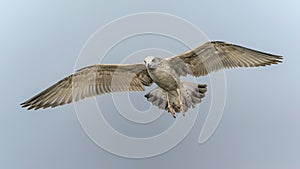 Caspian Gull Larus cachinnans in flight.