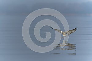 Caspian Gull Larus cachinnans in flight.