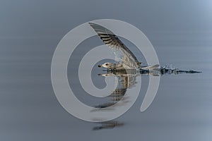 Caspian Gull Larus cachinnans in flight.