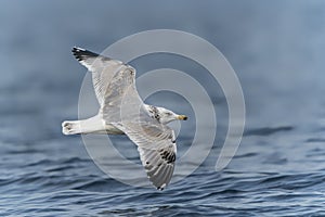 Caspian Gull Larus cachinnans in flight