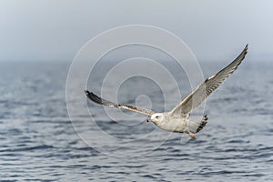 Caspian Gull Larus cachinnans in flight