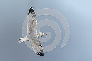 Caspian Gull Larus cachinnans in flight