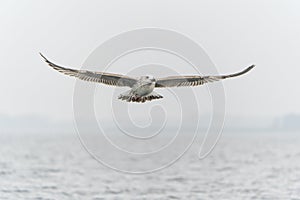 Caspian Gull Larus cachinnans in flight.