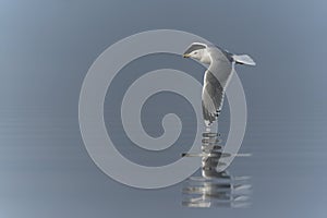 Caspian Gull Larus cachinnans in flight.