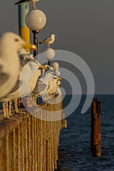 The Caspian gull Larus cachinnans is a large gull and a member of the herring and lesser black-backed gull complex