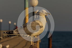 The Caspian gull Larus cachinnans is a large gull and a member of the herring and lesser black-backed gull complex