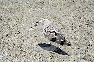 A Caspian gull (Larus cachinnans) near the Black sea shore in Bulgaria