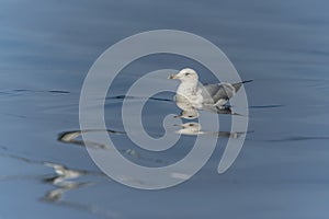 Caspian Gull Larus cachinnans swimming in the blue wate