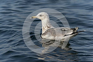 Caspian Gull Larus cachinnans swimming in the blue water