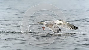 Caspian Gull Larus cachinnans taking off from water.