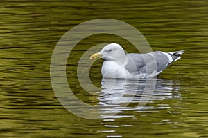 A Caspian gull or Larus cachinnans in the warter