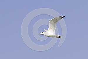 Caspian Gull or Yellow Legged Gull in flight / Larus cachinnans