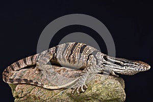 Caspian monitor (Varanus griseus caspius)