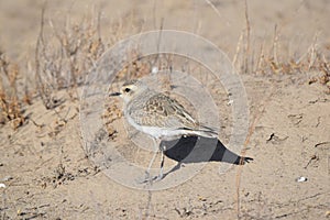 The Caspian Plover Charadrius asiaticus is a small bird standing on the ground in an autumn day.