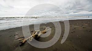 Caspian sea under blue sky in early September, snag on the beach