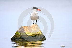 Caspian Tern