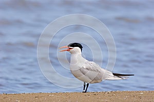 Caspian Tern  707666