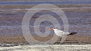 Caspian Tern