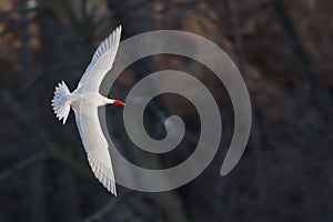 Caspian tern bird in flight looking for fish over a pond with a dark background