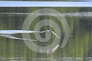 Caspian Tern Bird with Full Wing Span in Flight Above Water with Fish in Mouth