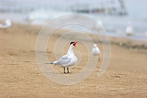 Caspian Tern Calls  707365