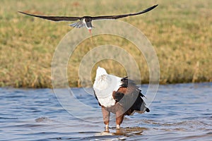 Caspian tern dive bombing a fish eagle