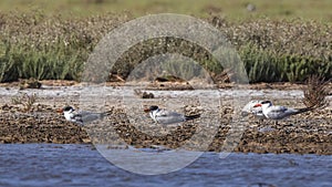 Caspian Tern Family on Shore