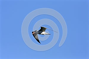 Caspian Tern Flies    802962