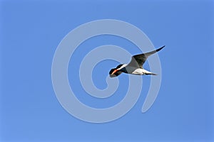 Caspian Tern Flies    802963